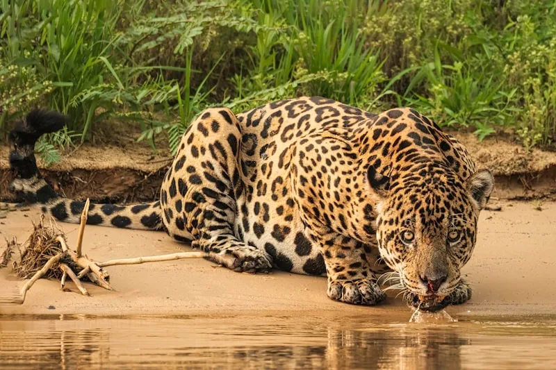 Jaguar in Pantanal wetlands